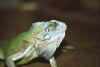 Dia_Leguan_Canon.jpg (103350 Byte)